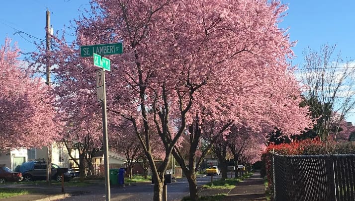 A street sign and some trees with pink flowers