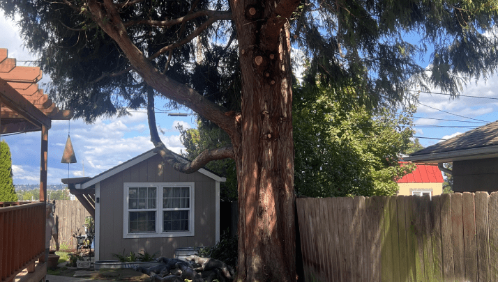 A tree that is in front of a house
