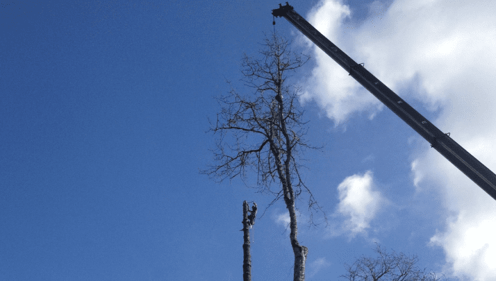 A tree being cut down by crane.