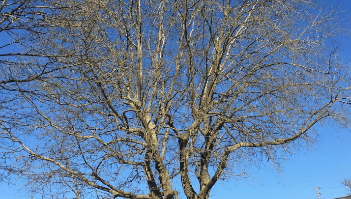 A tree with no leaves on it's branches.