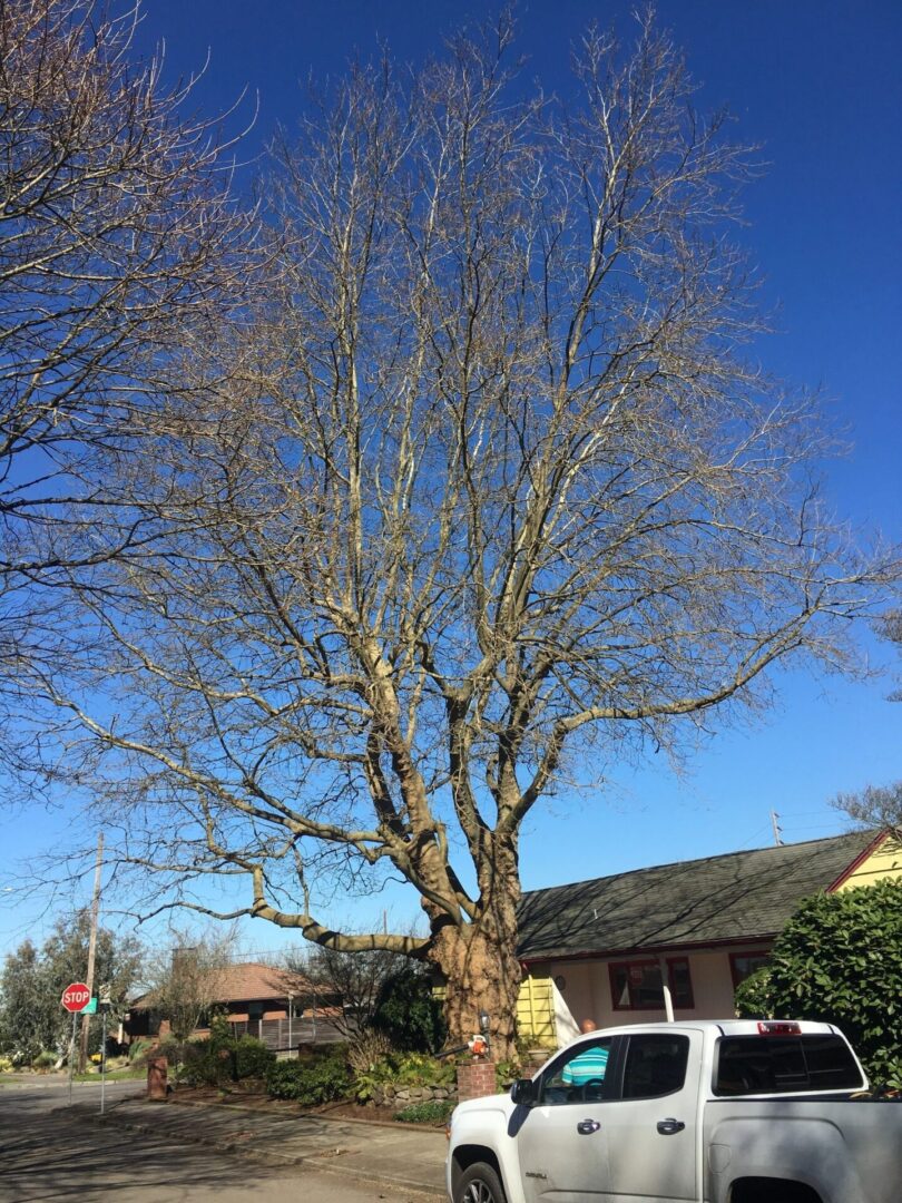 A tree that is in front of a house