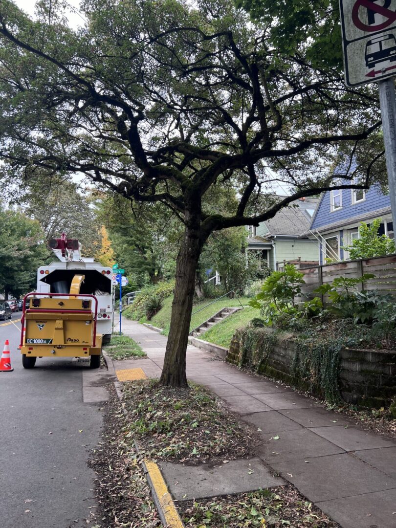 A tree is being cut down on the side of a street.