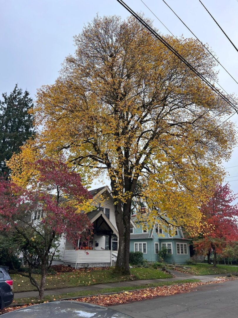 A large tree with yellow leaves on it