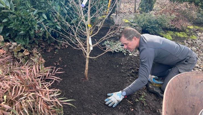 A man kneeling down to plant a tree.