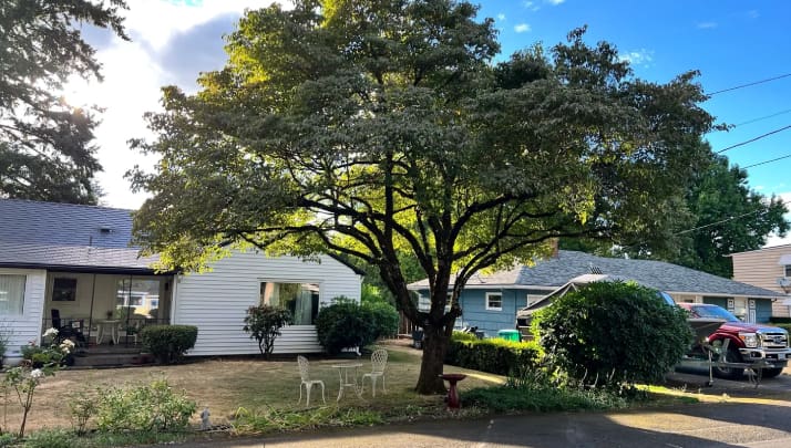 A tree in the middle of a yard with a house and bushes around it.
